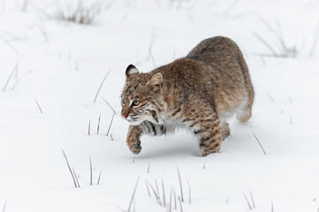 Bobcat (Lynx rufus) Stalks Forward One Paw Up Winter
