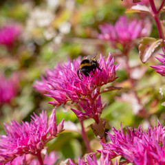 Blossom of sedum spurium, sort Schorbusser blut in alpine garden. Ground cover plants on the Alpine hill.