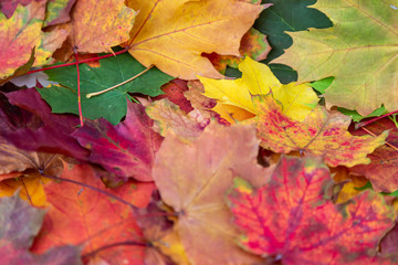 Fototapeta na wymiar viele farbige Blätter (Ahorn) als Hintergrund