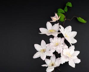 white flowers and green leaves of clematis on a black background