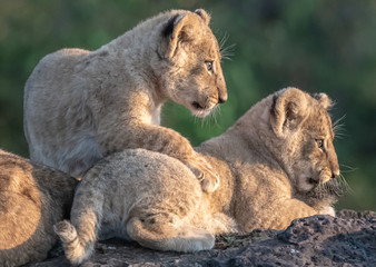 Lion Pride with several female adult lions and numerous babies and juveniles in Maasi Mara, Kenya.
