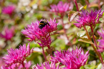 Blossom of sedum spurium, sort Schorbusser blut in alpine garden. Ground cover plants on the Alpine hill.