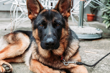German shepherd dog on the leash resting in the backyard. Dogs as pets