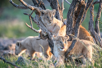 Lion Pride with several female adult lions and numerous babies and juveniles in Maasi Mara, Kenya.