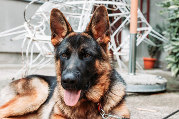 German shepherd dog on the leash resting in the backyard. Dogs as pets