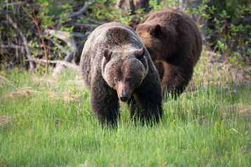 Grizzly bears during mating season