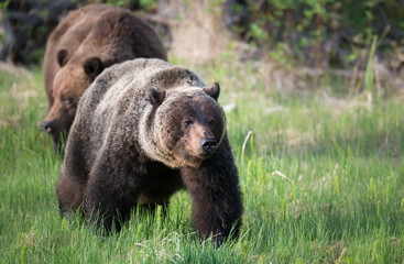 Obraz premium Grizzly bears during mating season