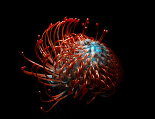 Leucospermum cordifolium, red pincushion-protea. Close up of a beautiful protea pincushion flower, symbol of strength, perseverance, prosperity.