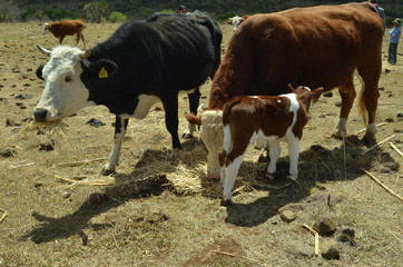 Calf and Cows