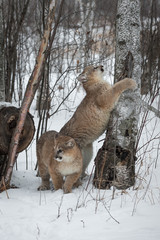 Female Cougars (Puma concolor) and Birch Trees Winter