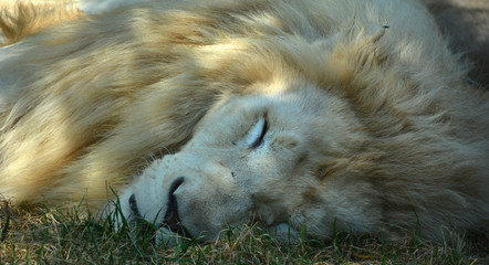 White lion is a rare color mutation of the lion. Until 2009 when the first pride of white lions was...