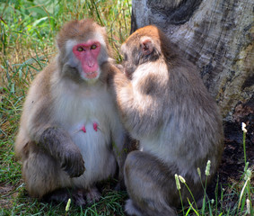 Japanese macaque Macaca fuscata, also known as the snow monkey, is a terrestrial Old World monkey species that is native to Japan.