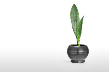 Fototapeta na wymiar Sansevieria plant in pot on white table