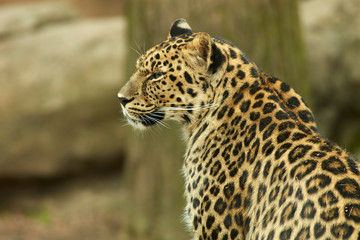 Captive Animal