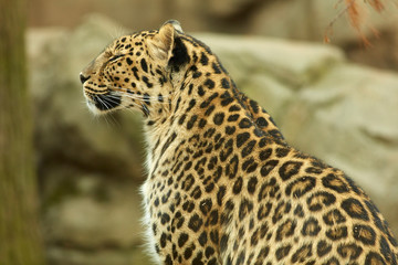 Captive Animal