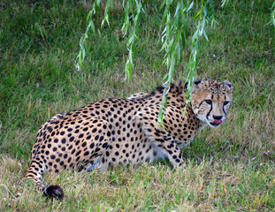The cheetah is a large-sized feline inhabiting most of Africa and part of the Middle East.The cheetah is the only extant member of the genus Acinonyx,most notable for modifications in the species paws © Daniel Meunier