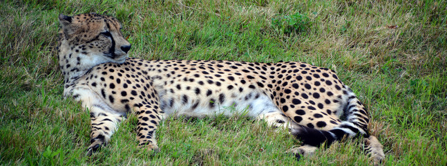 The cheetah is a large-sized feline inhabiting most of Africa and part of the Middle East.The cheetah is the only extant member of the genus Acinonyx,most notable for modifications in the species paws © Daniel Meunier