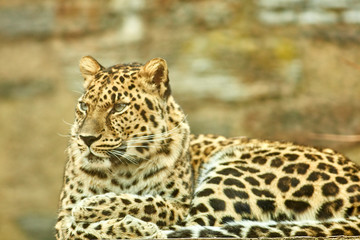 Captive Animal