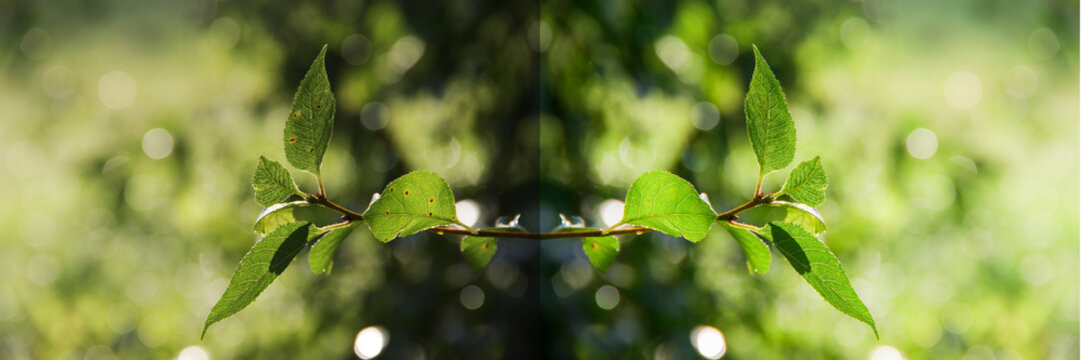 Apple tree fresh green leaves. Edited photo vs original