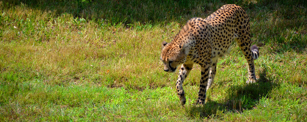 The cheetah is a large-sized feline inhabiting most of Africa and part of the Middle East.The cheetah is the only extant member of the genus Acinonyx,most notable for modifications in the species paws © Daniel Meunier