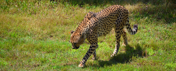 The cheetah is a large-sized feline inhabiting most of Africa and part of the Middle East.The cheetah is the only extant member of the genus Acinonyx,most notable for modifications in the species paws © Daniel Meunier