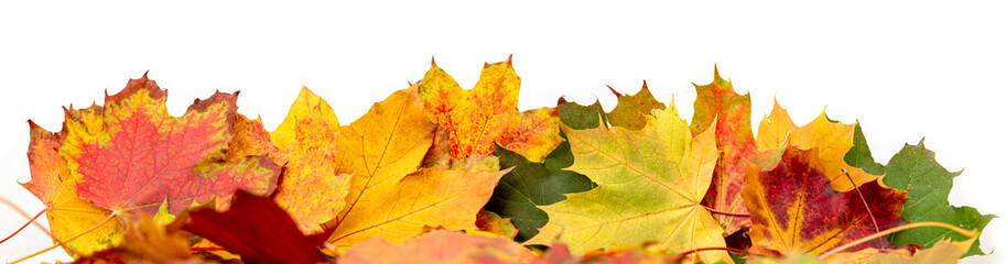 viele farbige Blätter (Ahorn) liegen auf einem Stapel