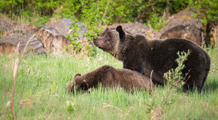 Grizzly bears during mating season