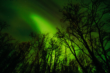 Fototapeta premium Northern Lights Tromsø