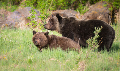 Grizzly bears during mating season