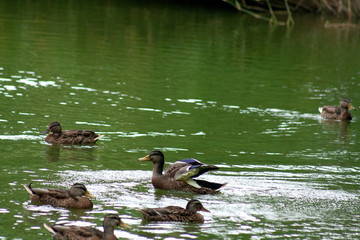ducks in pond