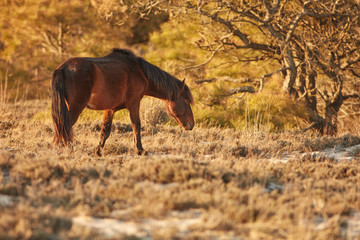 Wildlife