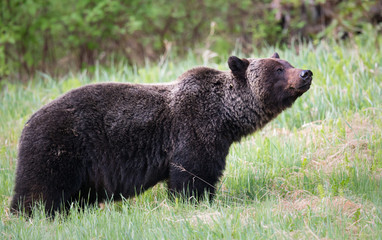 Grizzly bears during mating season