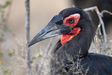 Close-up portrait of ground hornbill bird
