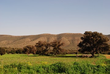 Obraz premium Type de paysage wilaya de Tlemcen