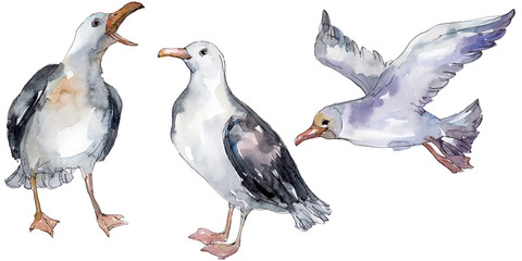 Sky bird seagull in a wildlife. Watercolor background illustration set. Isolated gull illustration element.