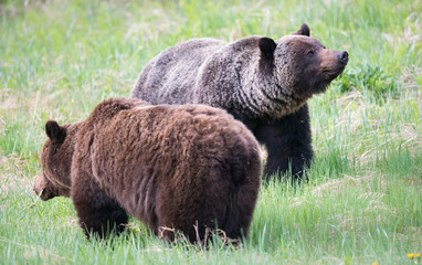 Grizzly bears during mating season