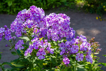 Obraz premium Blossom phlox paniculata in garden. Purple flower Phlox paniculata in natural background.