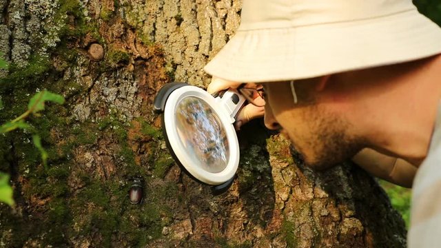 young handsome caucasian scientist entomologist examines a large beetle Lucanus cervus sitting on a tree bark with a magnifier, close-up