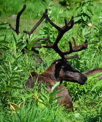The reindeer, caribou in North America is a species of deer, native to arctic, subarctic, tundra,...
