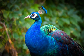Fototapeta premium close up of peacock