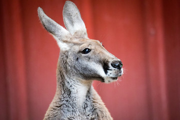 Kangaroo