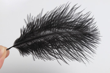 Black feather in front of white background	