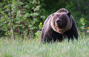 Obraz premium Grizzly bears during mating season
