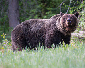 Naklejka na ściany i meble Grizzly bears during mating season
