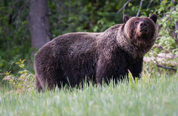 Grizzly bears during mating season