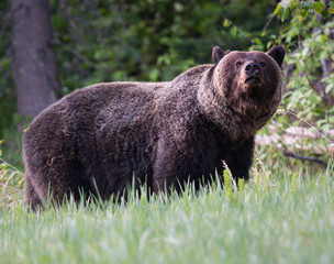 Obraz na płótnie Canvas Grizzly bears during mating season