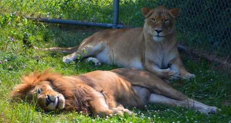 Lion is one of the four big cats in the genus Panthera, and a member of the family Felidae. With...