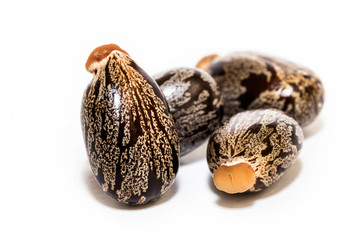 Castor oil seeds on white background
