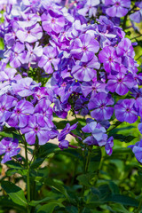 Blossom phlox paniculata in garden. Purple flower Phlox paniculata in natural background.