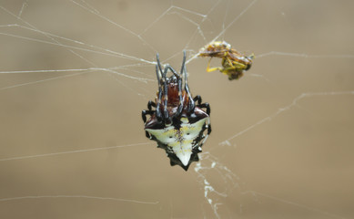  A spider on its cobweb eating an insect